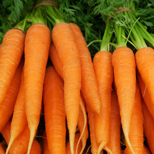 CARROTS 50P